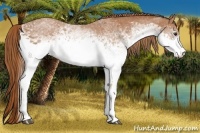 Horse Color:White Spotted Chestnut 