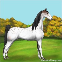 Horse Color:White Spotted Bay Appaloosa 