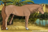 Horse Color:Chestnut Appaloosa 