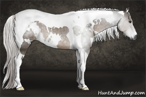 Horse Color:Gray White Spotted Palomino Tobiano