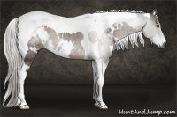 Horse Color:Gray White Spotted Palomino Tobiano 