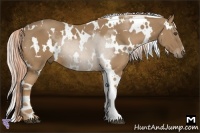 Horse Color:White Spotted Palomino