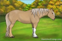 Horse Color:Palomino 