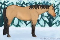Horse Color:Bay Dun 