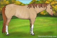 Horse Color:Red Dun Rabicano