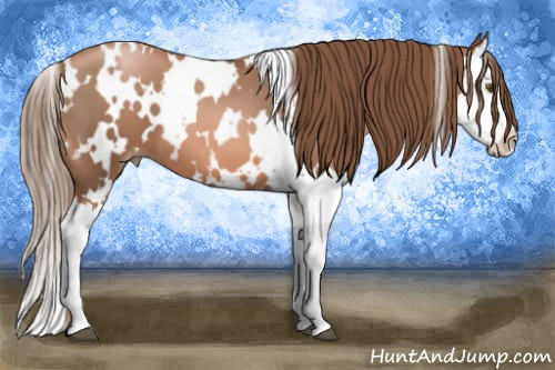 Horse Color:White Spotted Liver Chestnut Pearl Splash 