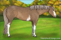 Horse Color:White Spotted Chocolate Palomino Sabino