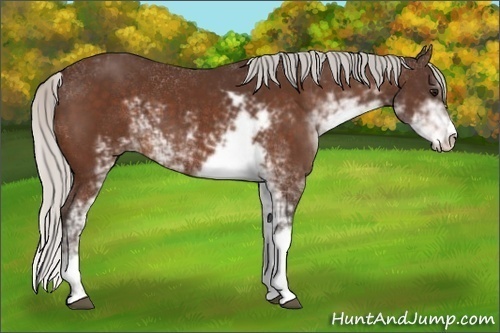 Horse Color:Silver Brown Sabino 