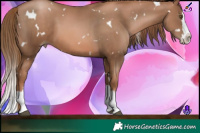 Horse Color:White Spotted Liver Chestnut Pearl Splash 