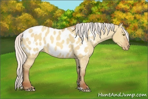 Horse Color:Silver Sable Champagne Dun Appaloosa 