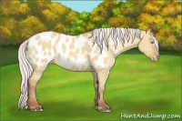 Horse Color:Silver Sable Champagne Dun Appaloosa 