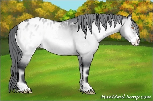 Horse Color:Bay Chinchilla Onyx Frame Appaloosa 