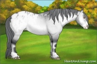 Horse Color:Bay Chinchilla Onyx Frame Appaloosa 