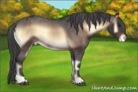 Horse Color:Bay Onyx Appaloosa