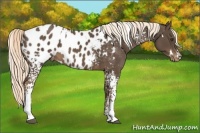 Horse Color:White Spotted Liver Chestnut Appaloosa 