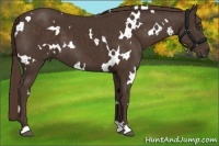 Horse Color:White Spotted Liver Chestnut 