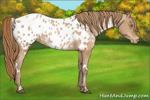 Horse Color:White Spotted Bay Pearl Appaloosa 