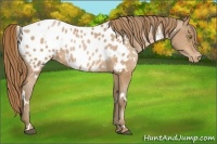 Horse Color:White Spotted Bay Pearl Appaloosa 