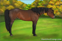 Horse Color:Gray Brown Appaloosa
