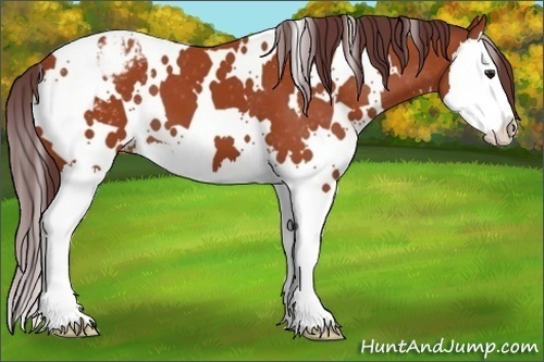 Horse Color:White Spotted Chocolate Bay Sabino Splash Varnish