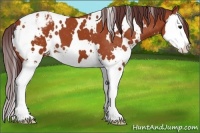 Horse Color:White Spotted Chocolate Bay Sabino Splash Varnish 