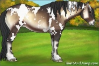 Horse Color:White Spotted Bay Onyx 