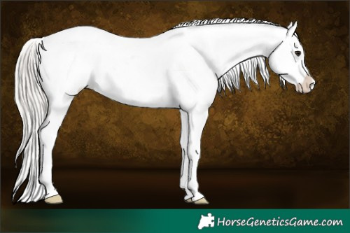 Horse Color:Silver Bay Dun Appaloosa Rabicano 
