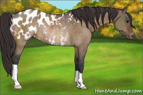 Horse Color:Bay Dun Appaloosa Rabicano 