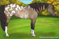 Horse Color:Bay Dun Appaloosa Rabicano