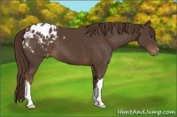 Horse Color:Liver Chestnut Appaloosa 