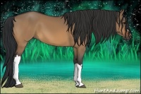 Horse Color:Brown Dun