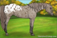 Horse Color:Liver Red Dun Roan Appaloosa