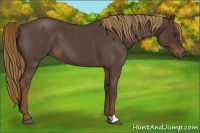 Horse Color:Liver Red Roan 