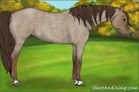 Horse Color:Liver Red Dun Roan 