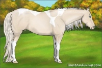 Horse Color:Palomino Pearl Tobiano 