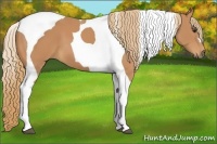 Horse Color:Chestnut Tobiano