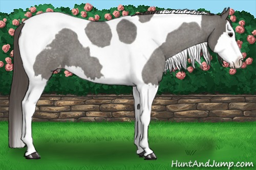 Horse Color:Grullo Roan Splash Tobiano Varnish