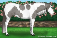 Horse Color:Grullo Roan Splash Tobiano Varnish 