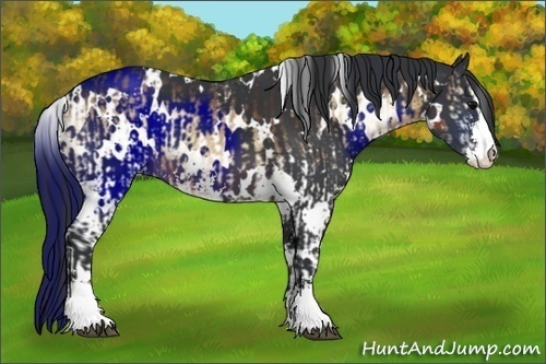 Horse Color:White Spotted Brown Onyx Sabino  and White Spotted Brown Sabino 