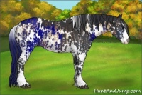 Horse Color:White Spotted Brown Onyx Sabino  and White Spotted Brown Sabino 