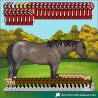 Horse Color:Brown Dun 