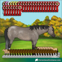 Horse Color:Brown Dun 