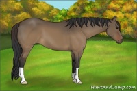 Horse Color:Brown Dun