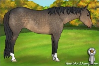 Horse Color:Brown Dun 