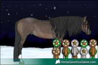 Horse Color:Brown Dun 