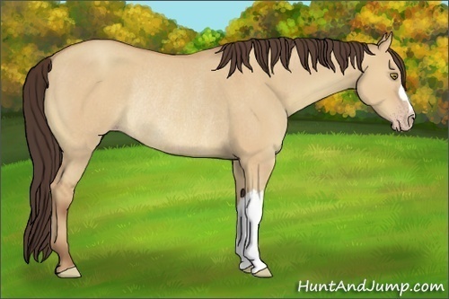 Horse Color:Sable Champagne Dun Rabicano