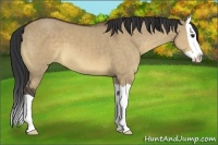 Horse Color:Brown Dun Splash