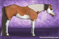 Horse Color:Bay and Silver Bay Splash