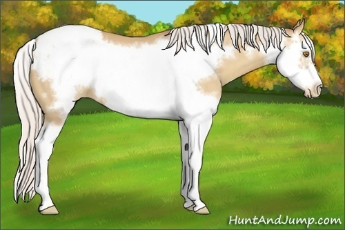 Horse Color:Silver Classic Champagne Sabino Splash Frame Snowcap 