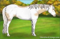 Horse Color:Silver Classic Champagne Sabino Splash Frame Snowcap 